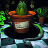 Little Shop of Horrors